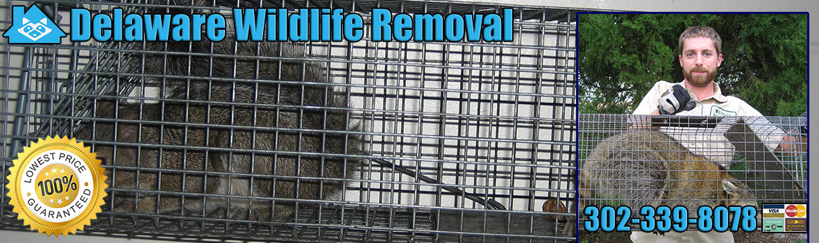 Delaware Wildlife and Animal Removal